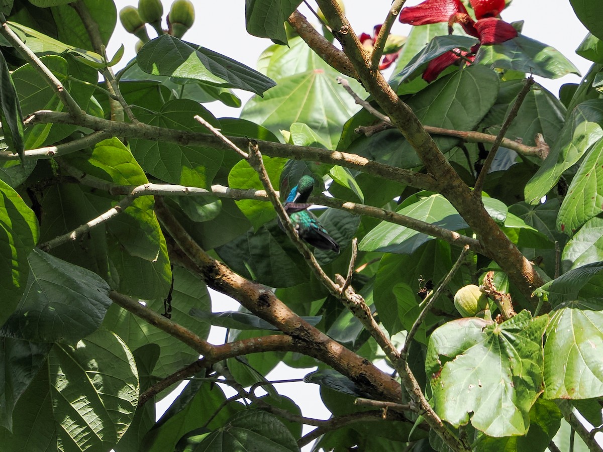 Green Mango - ML646983131