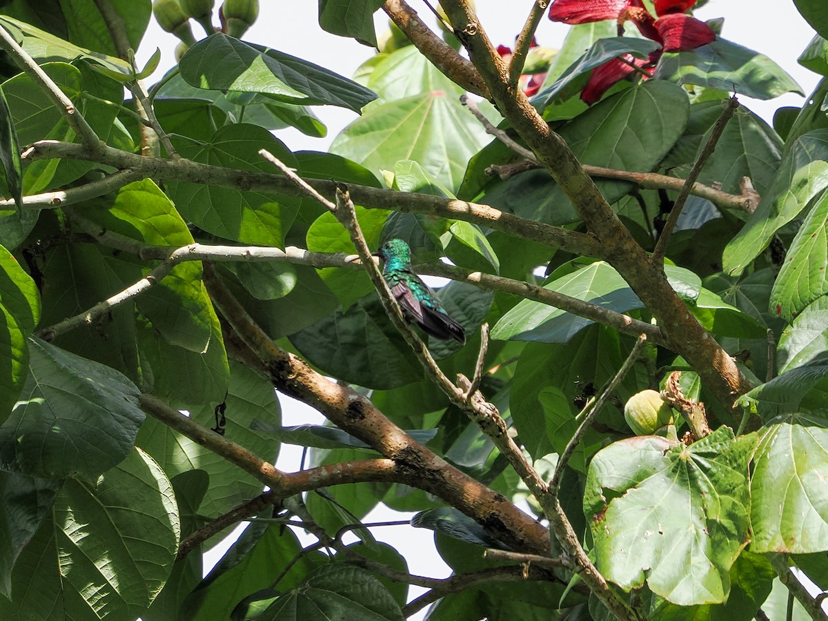 Green Mango - ML646983132