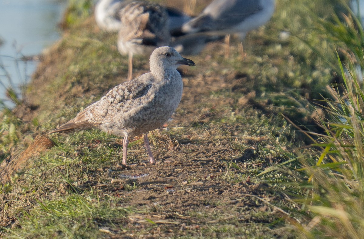 European Herring Gull - ML646983135