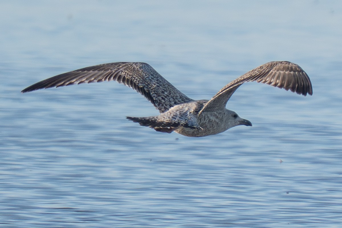 European Herring Gull - ML646983136