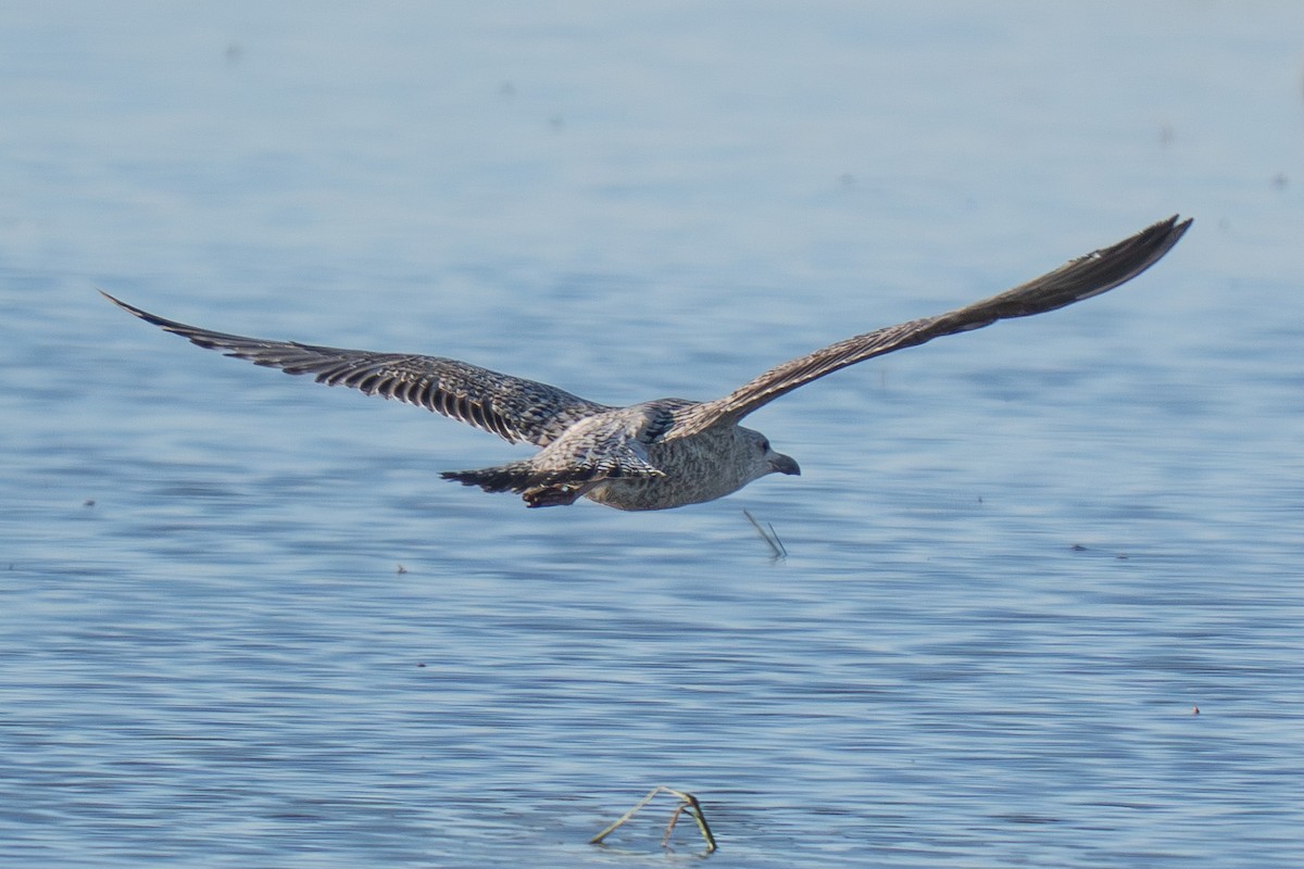 European Herring Gull - ML646983137