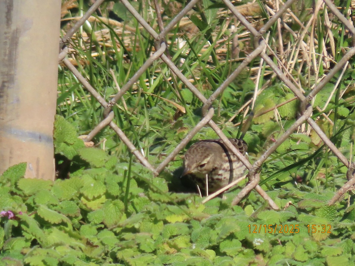 Amerikapieper - ML646983138