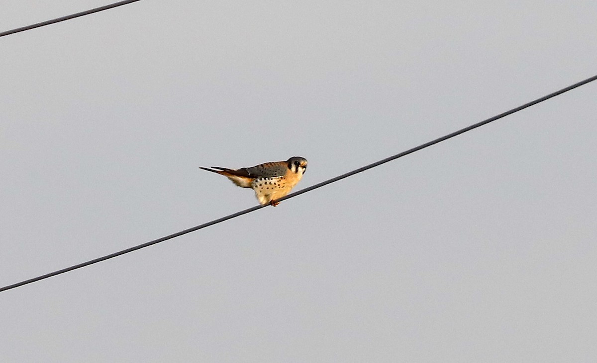 American Kestrel - ML646983139