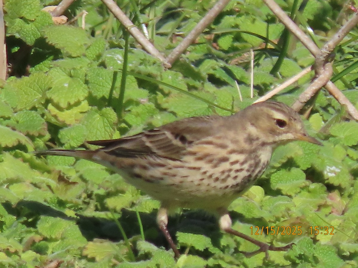 Amerikapieper - ML646983149