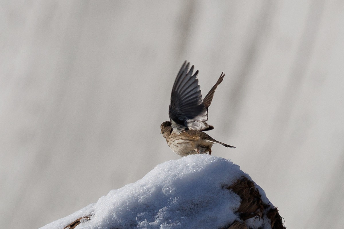 American Pipit - ML646983150