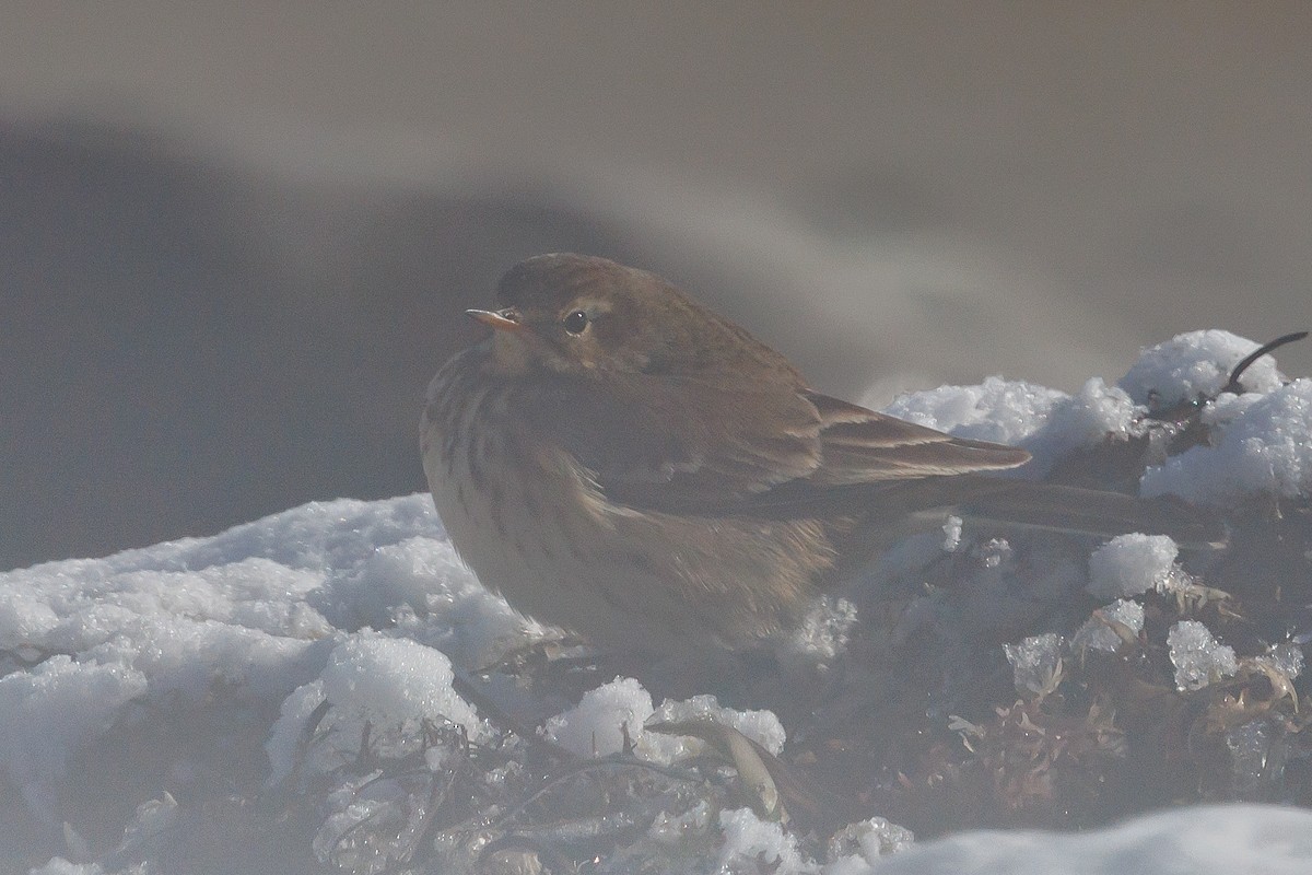 American Pipit - ML646983151