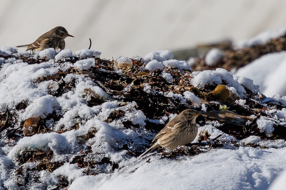 American Pipit - ML646983152