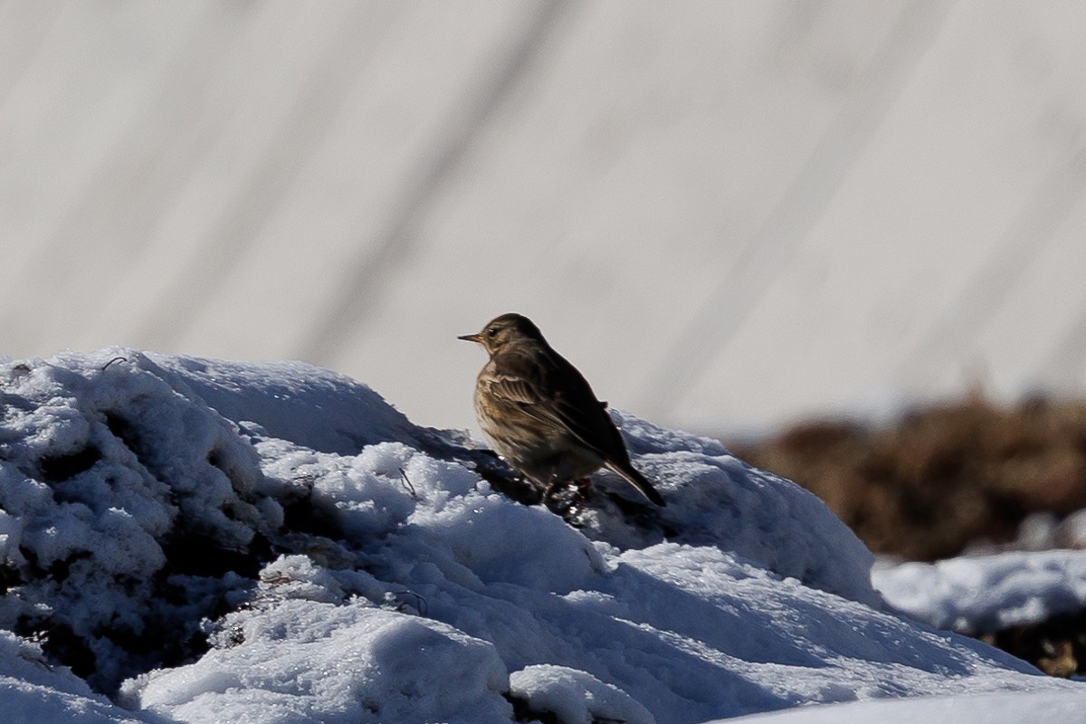 American Pipit - ML646983153