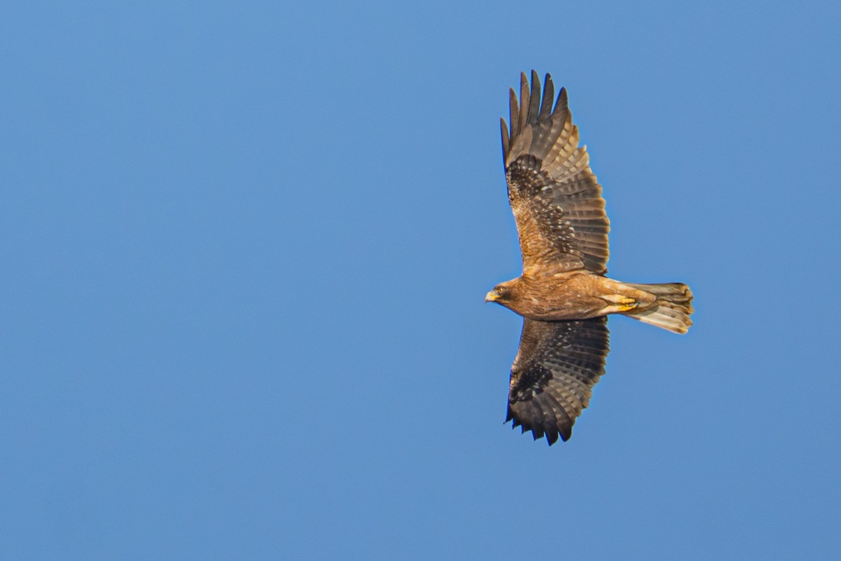 Booted Eagle - ML646983154
