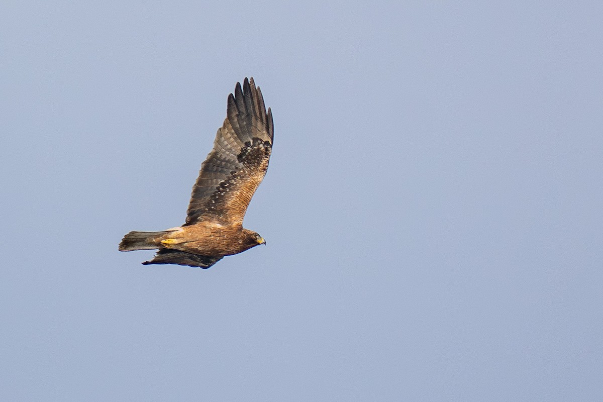 Booted Eagle - ML646983155