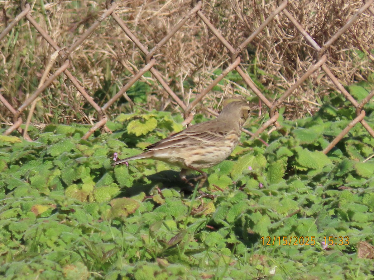 Amerikapieper - ML646983156