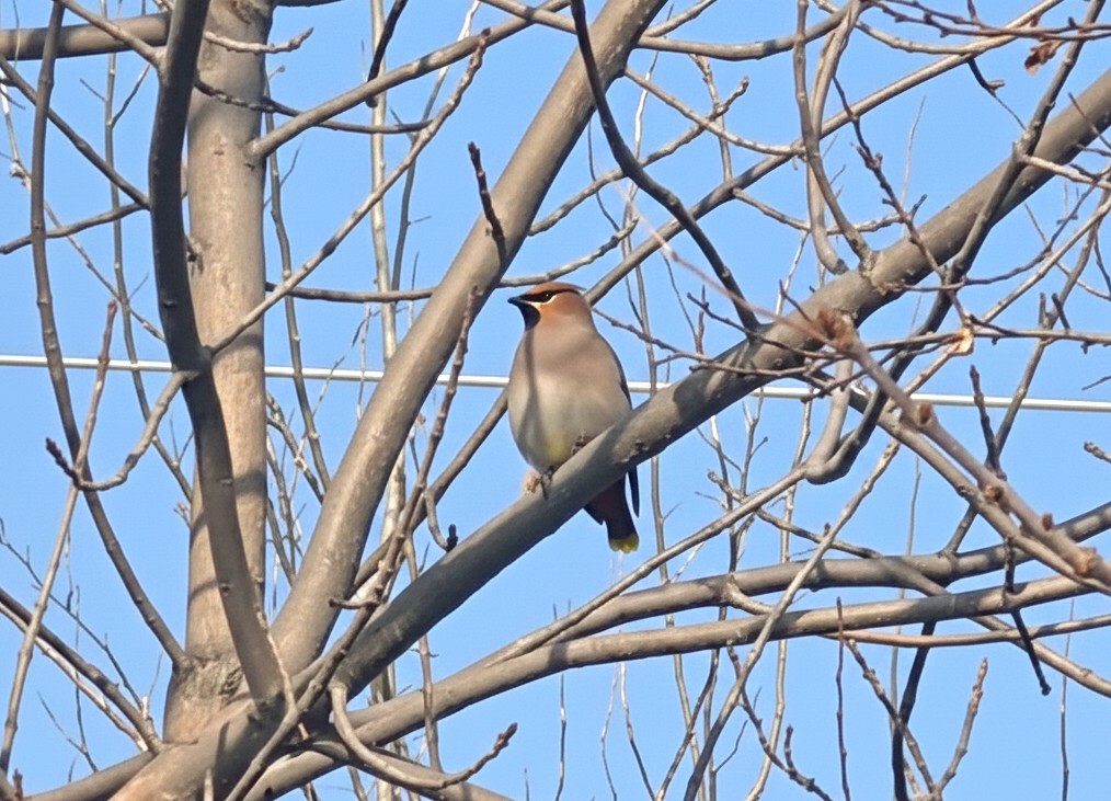 Bohemian Waxwing - ML646983167