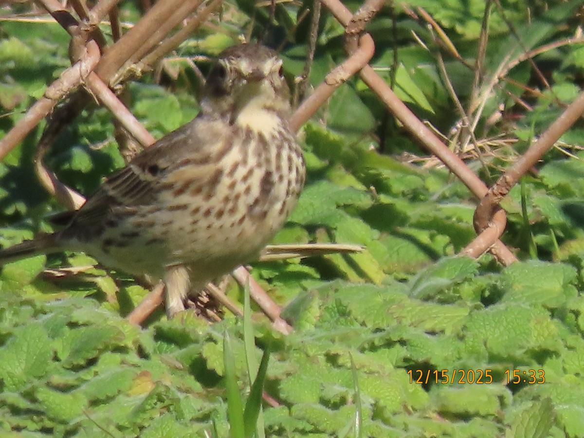 Amerikapieper - ML646983174