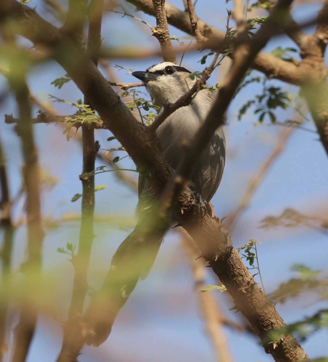 Черношапочная чагра - ML646983175