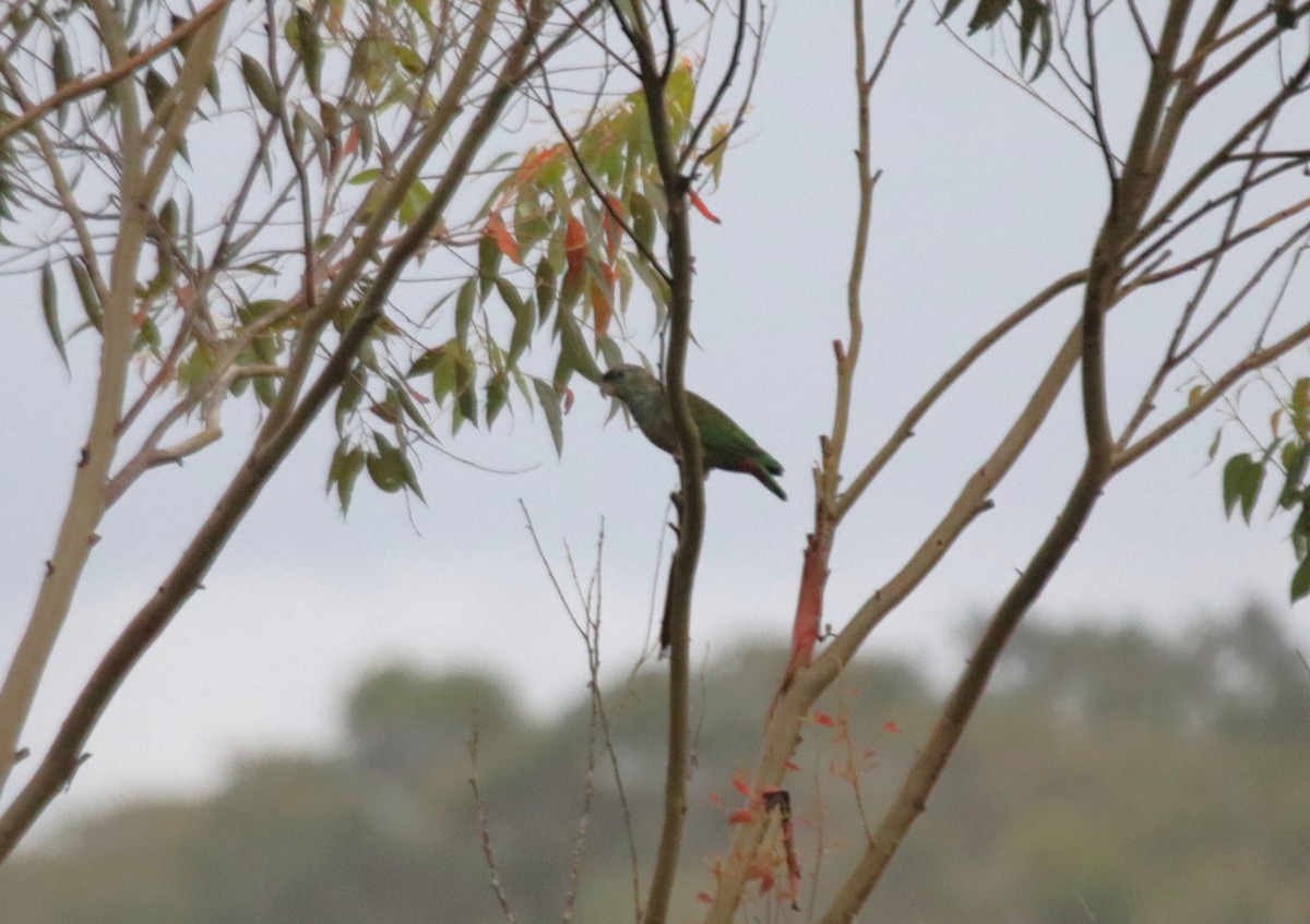 Loro Choclero - ML646983180