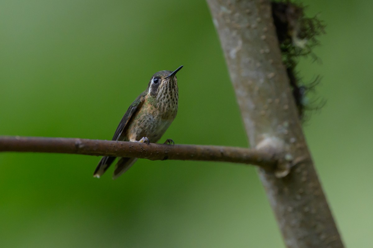 Speckled Hummingbird - ML646983181