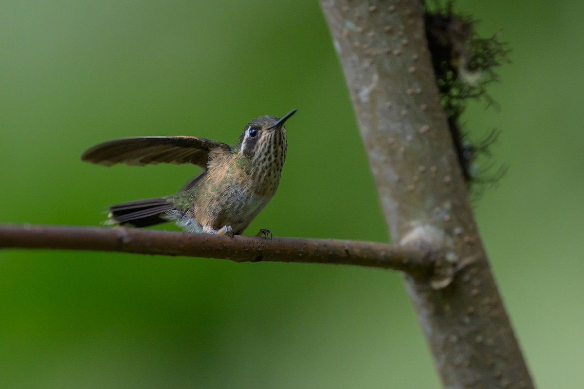 Speckled Hummingbird - ML646983182