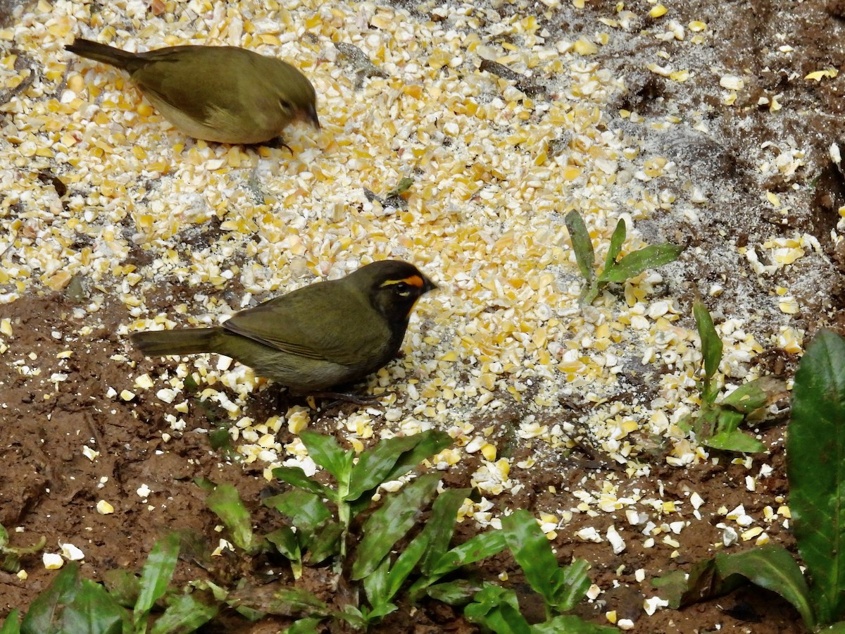 Yellow-faced Grassquit - ML646983183