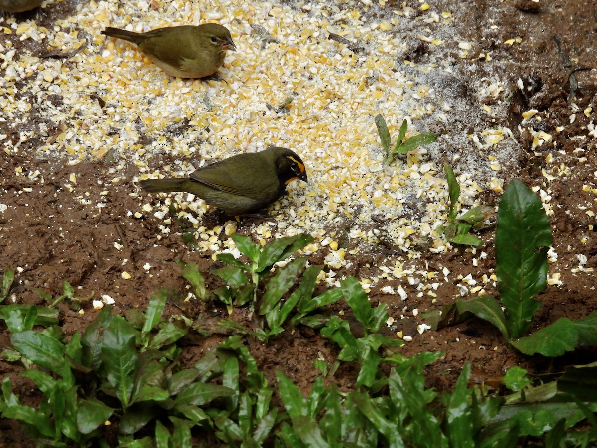 Yellow-faced Grassquit - ML646983184