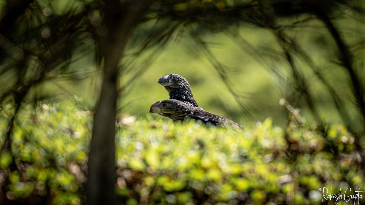 Ані товстодзьобий - ML646983185