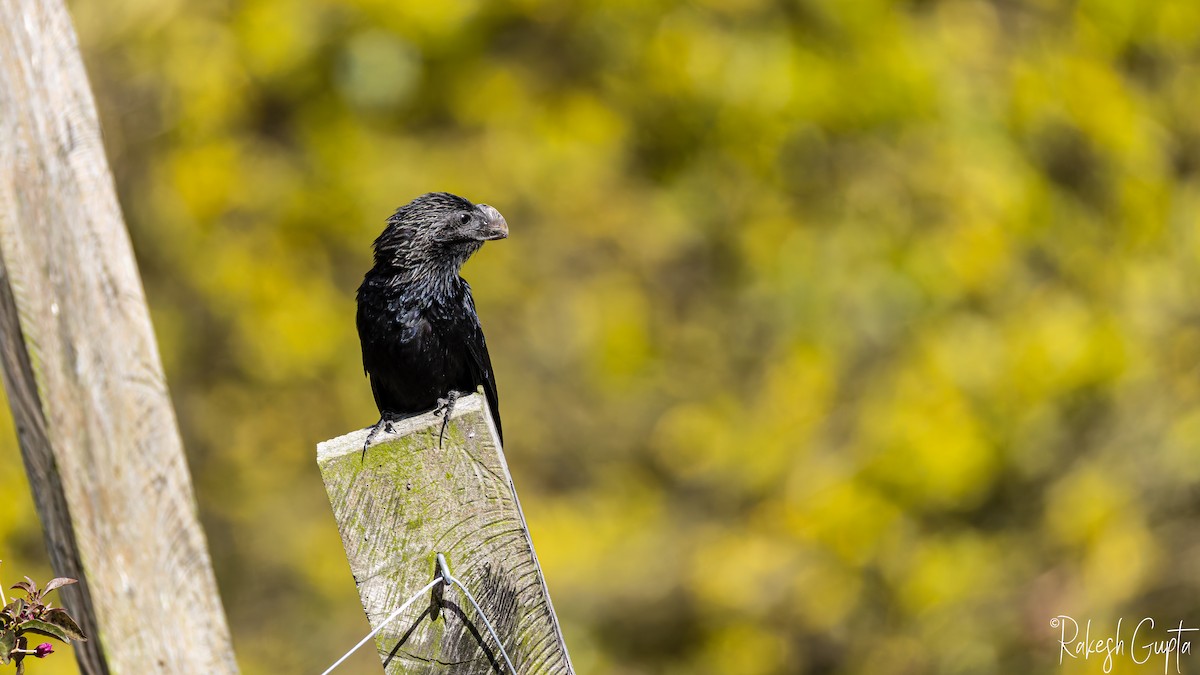 Ані товстодзьобий - ML646983186