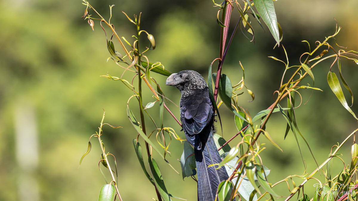 glattnebbani - ML646983187