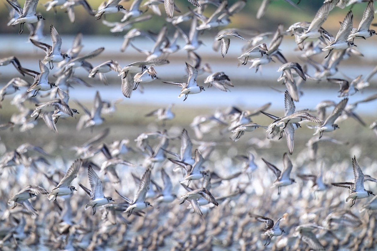 Tibetan Sand-Plover - ML646983192