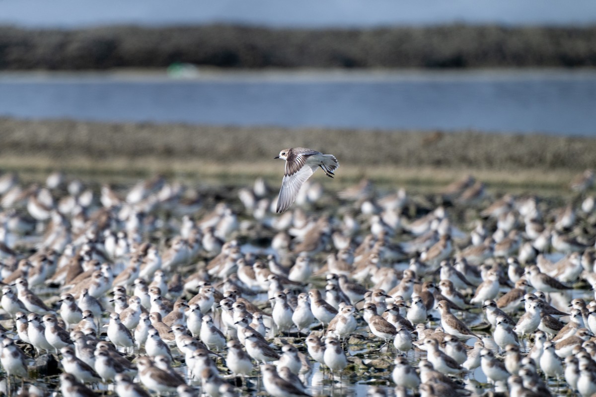 Tibetan Sand-Plover - ML646983193