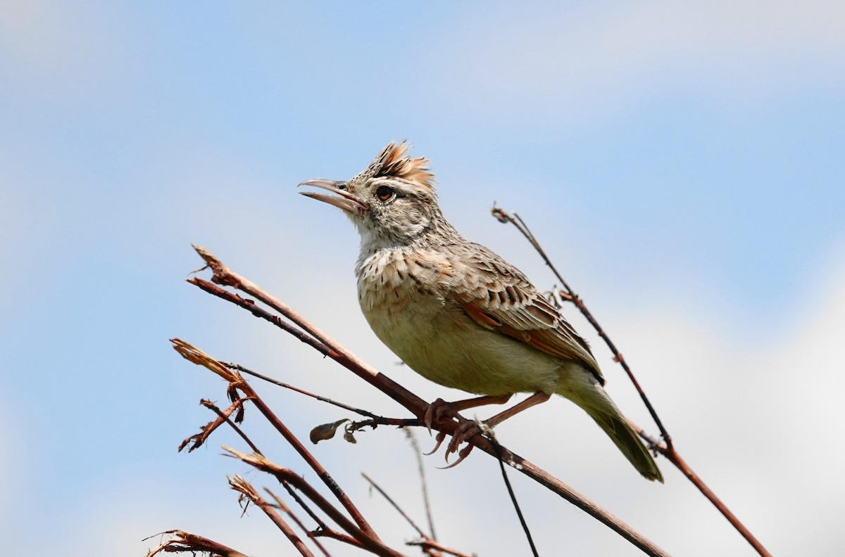 Rufous-naped Lark - ML646983201
