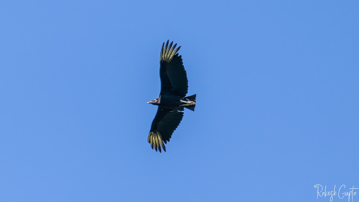 svartkondor - ML646983202