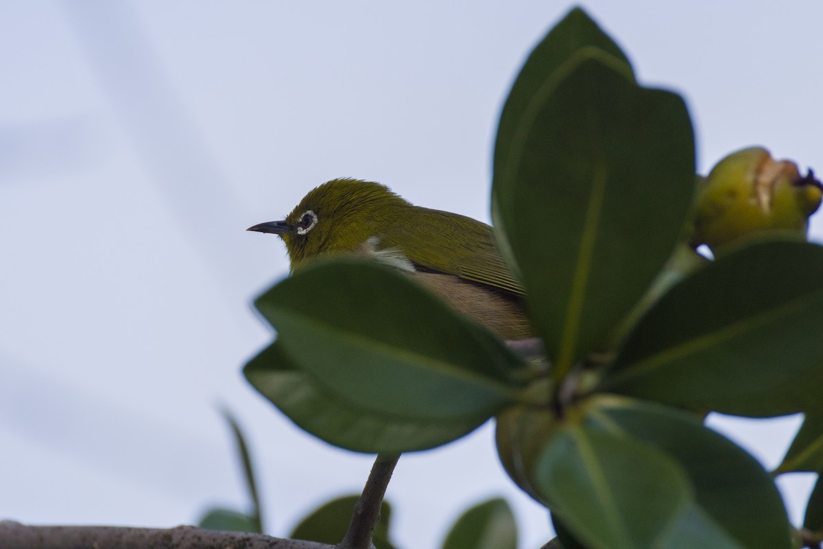 Warbling White-eye - ML646983203