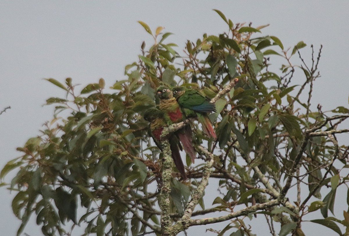 Cotorra Chiripepé - ML646983204