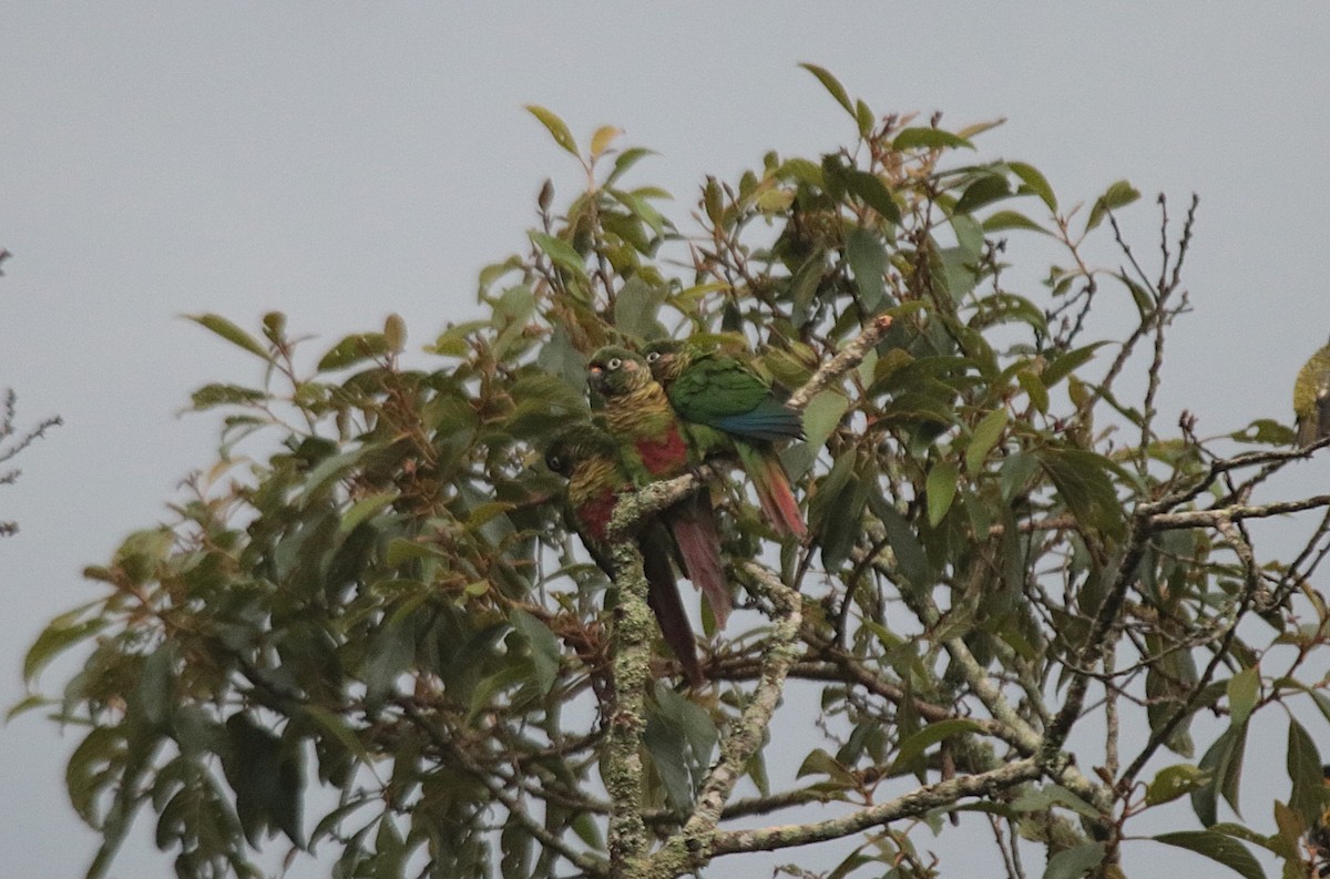 Cotorra Chiripepé - ML646983205