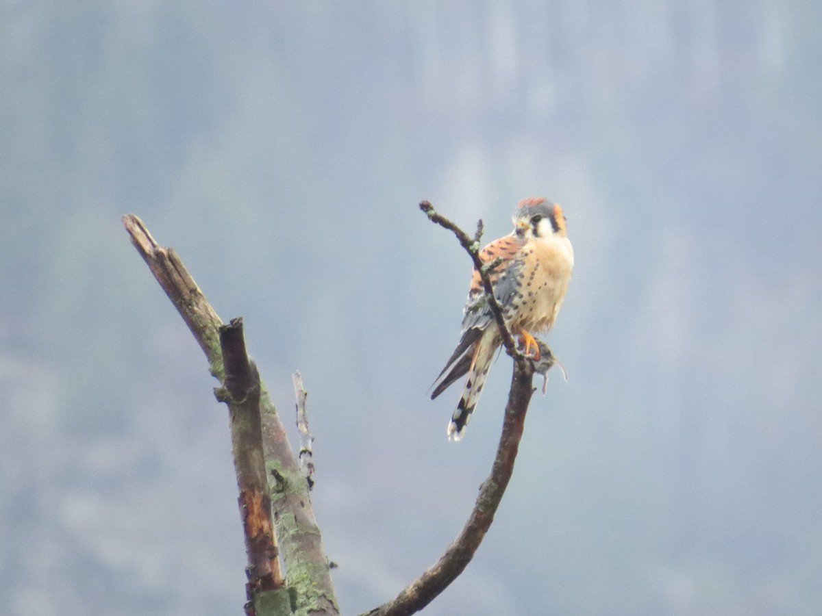 Боривітер американський - ML646983206