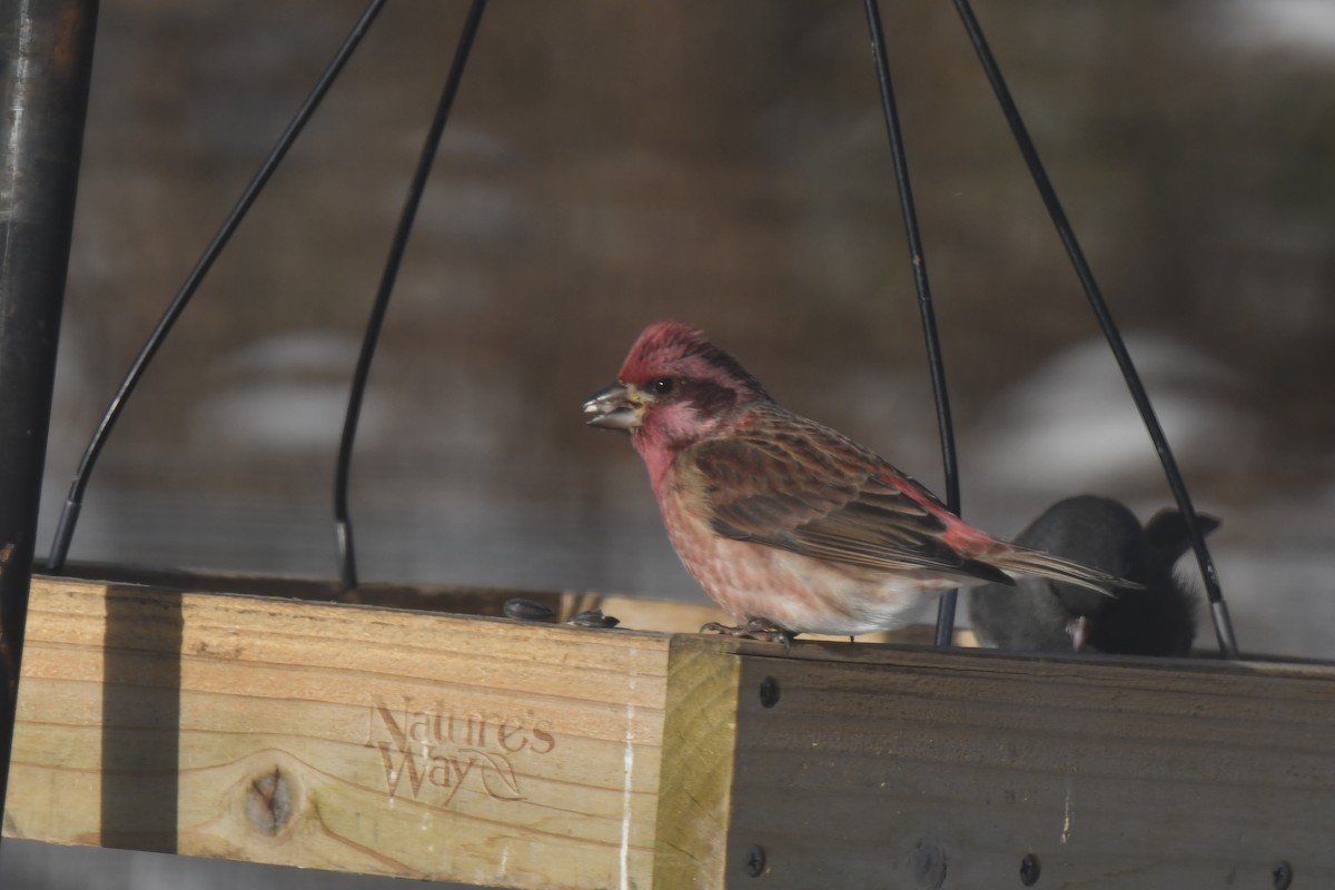 Purple Finch - ML646983211