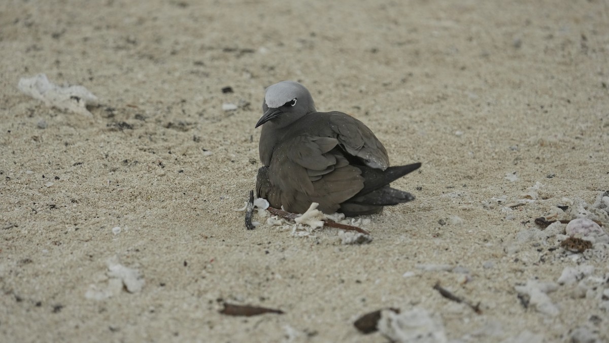 Brown Noddy - ML646983216