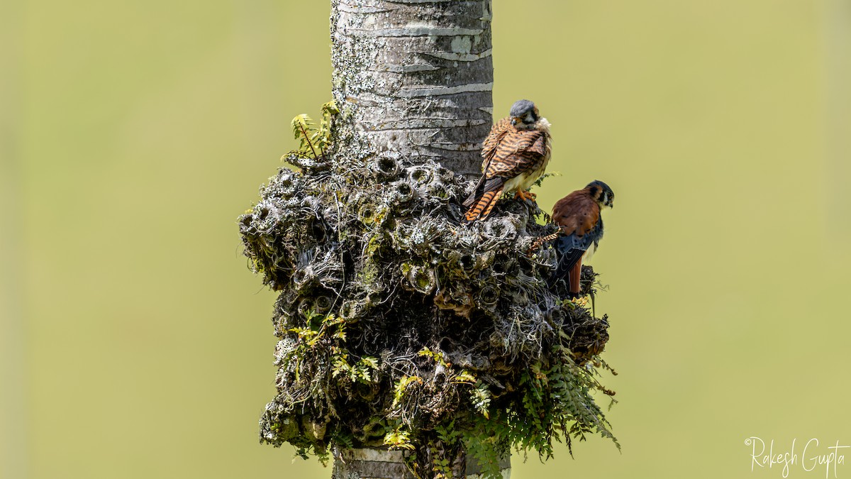 American Kestrel - ML646983227