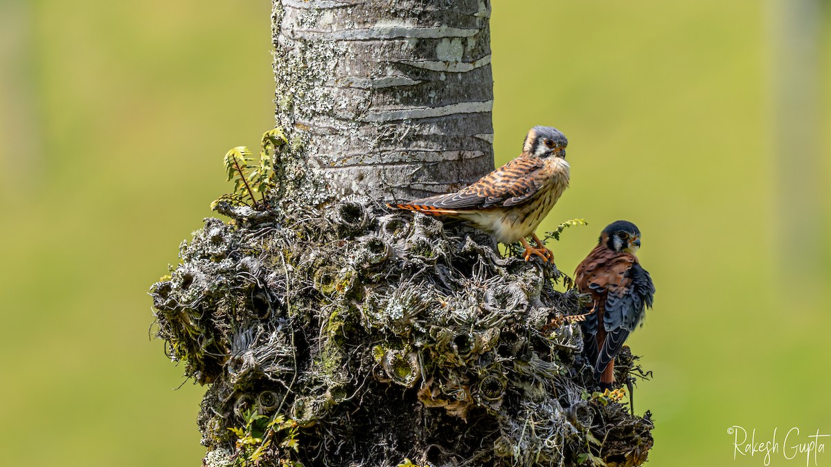 American Kestrel - ML646983228