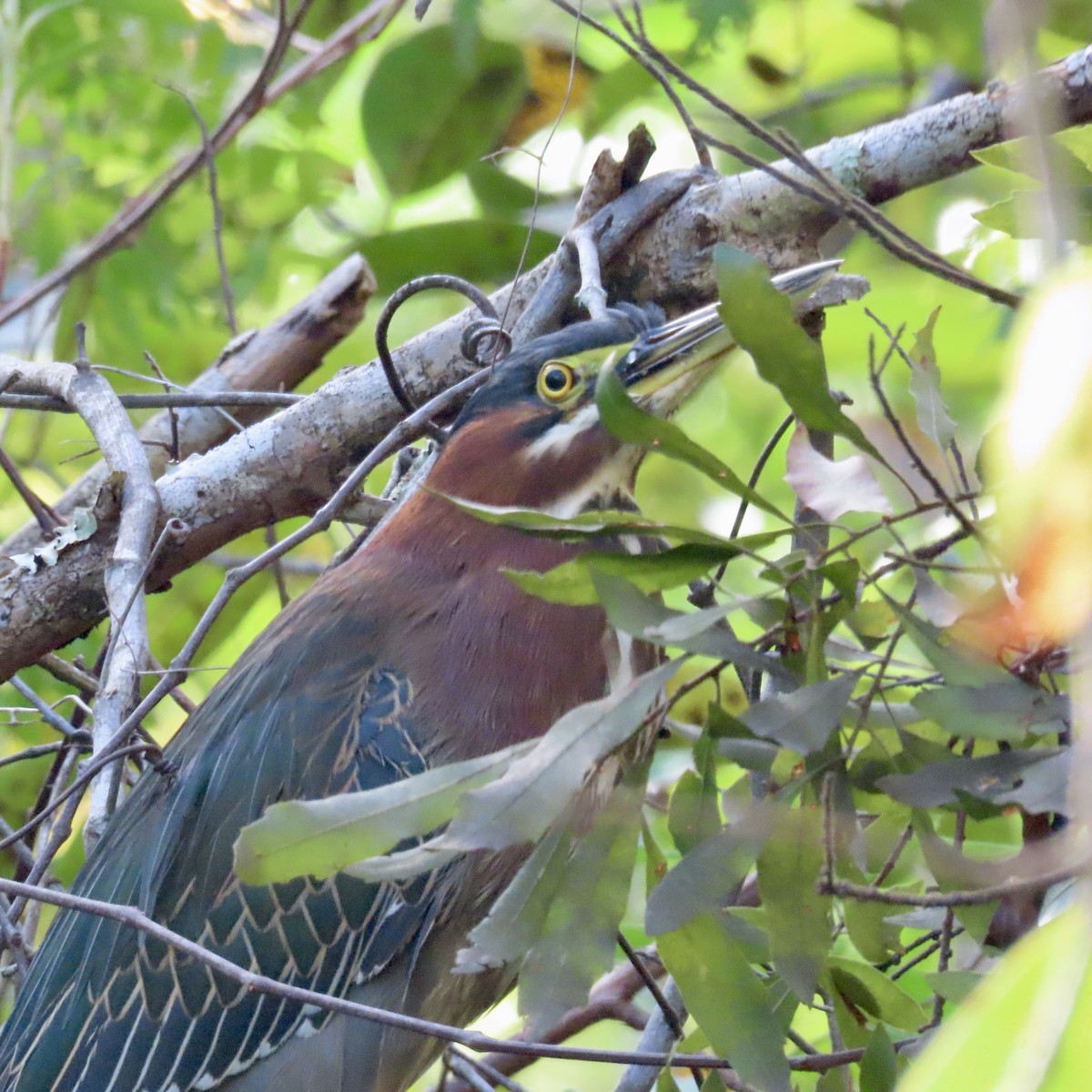 Green Heron - ML646983229