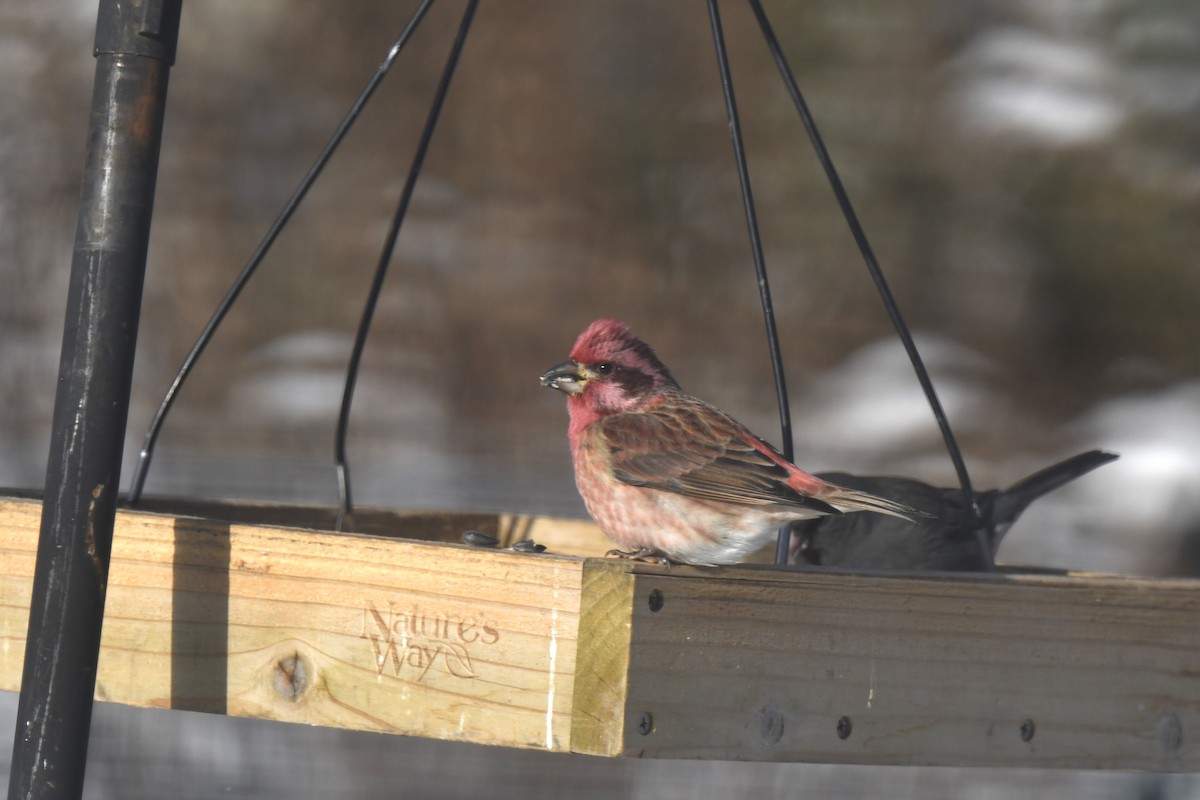Purple Finch - ML646983233