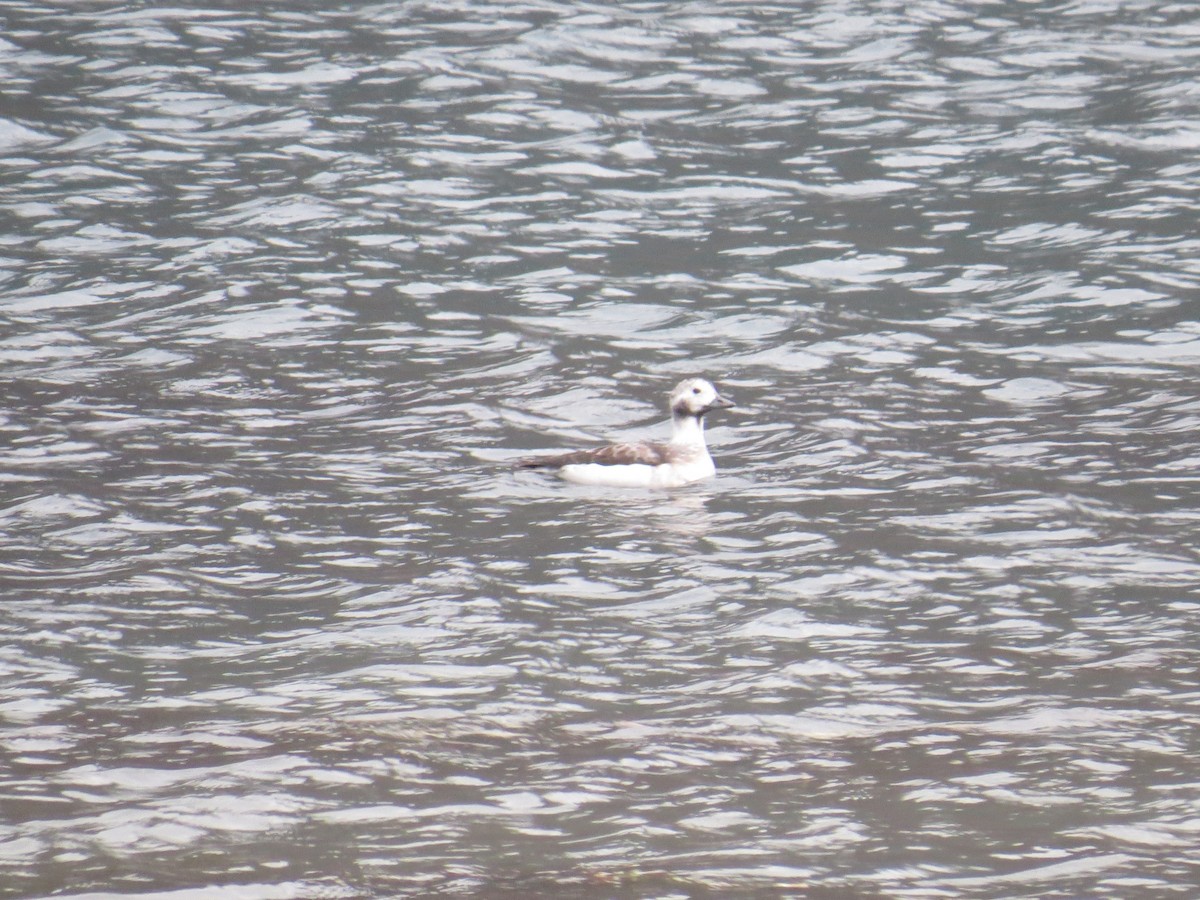 Морянка - ML646983247