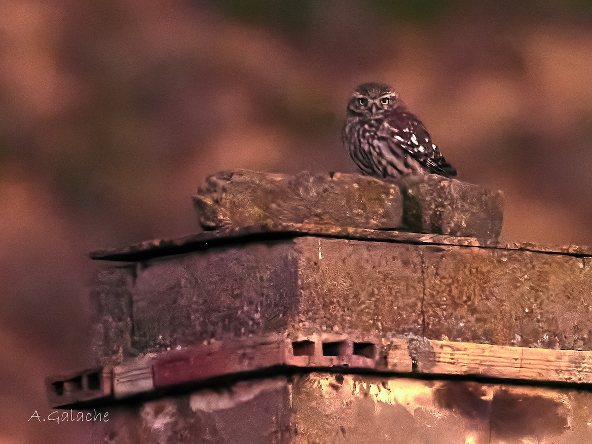 Little Owl - ML646983248