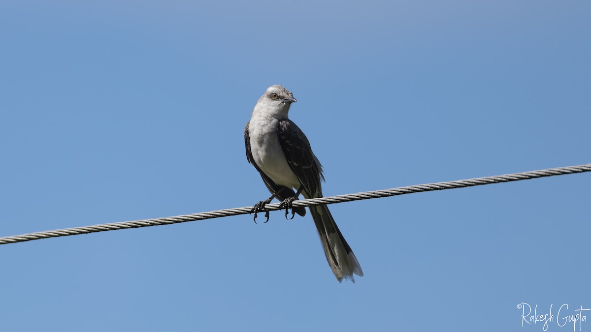 Tropikal Taklitçi - ML646983249