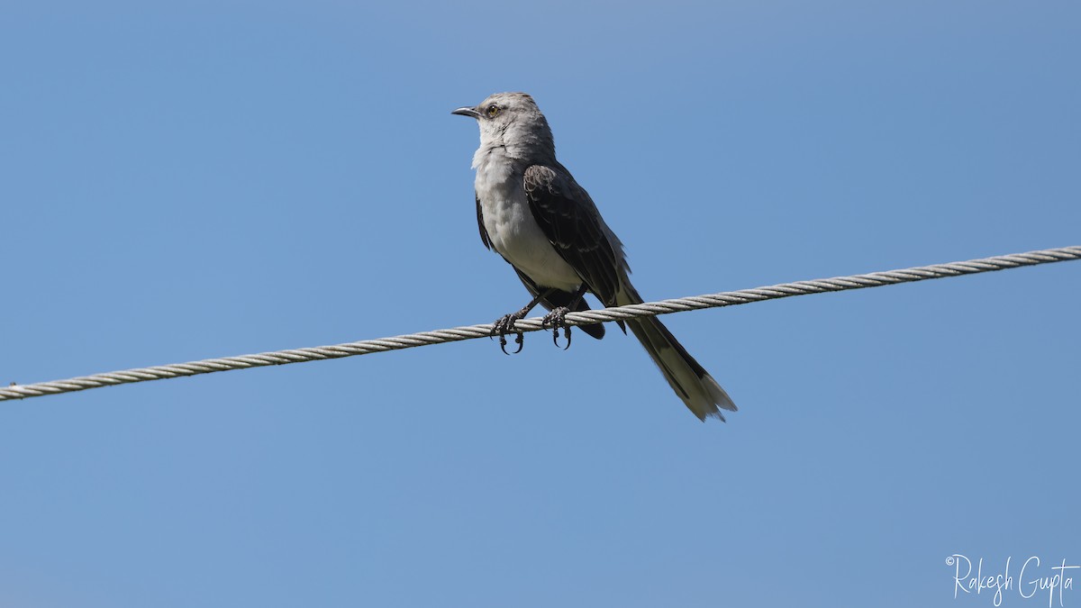 Tropikal Taklitçi - ML646983250