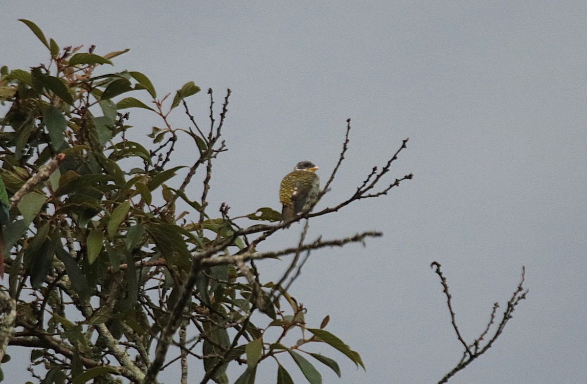 Cotinga Tijereta - ML646983251