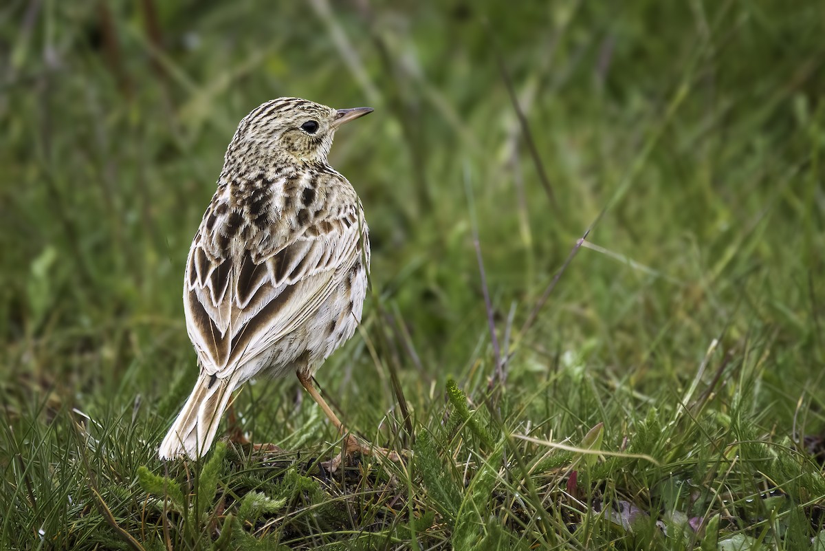 Correndera Pipit - ML646983254