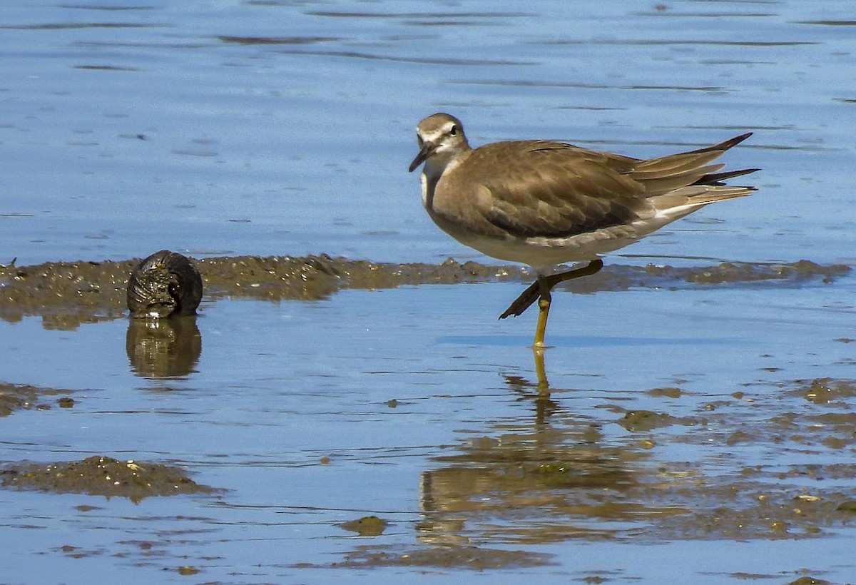 Gri Sırtlı Düdükçün - ML646983255