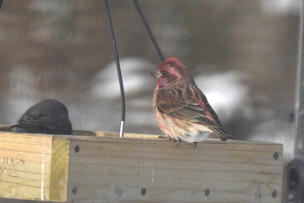 Purple Finch - ML646983263