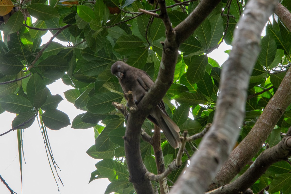 Seychelles Parrot - ML646983266