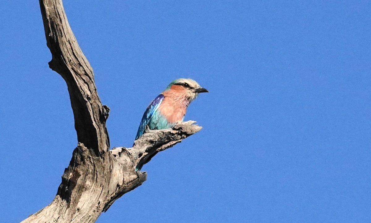 Lilac-breasted Roller - ML646983268
